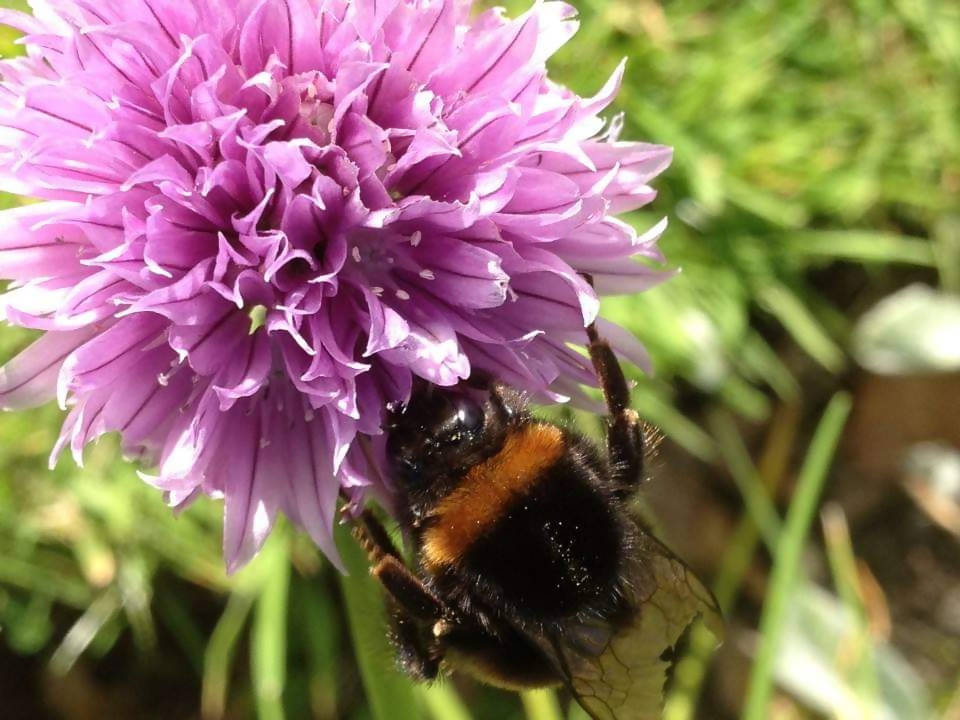 Chives