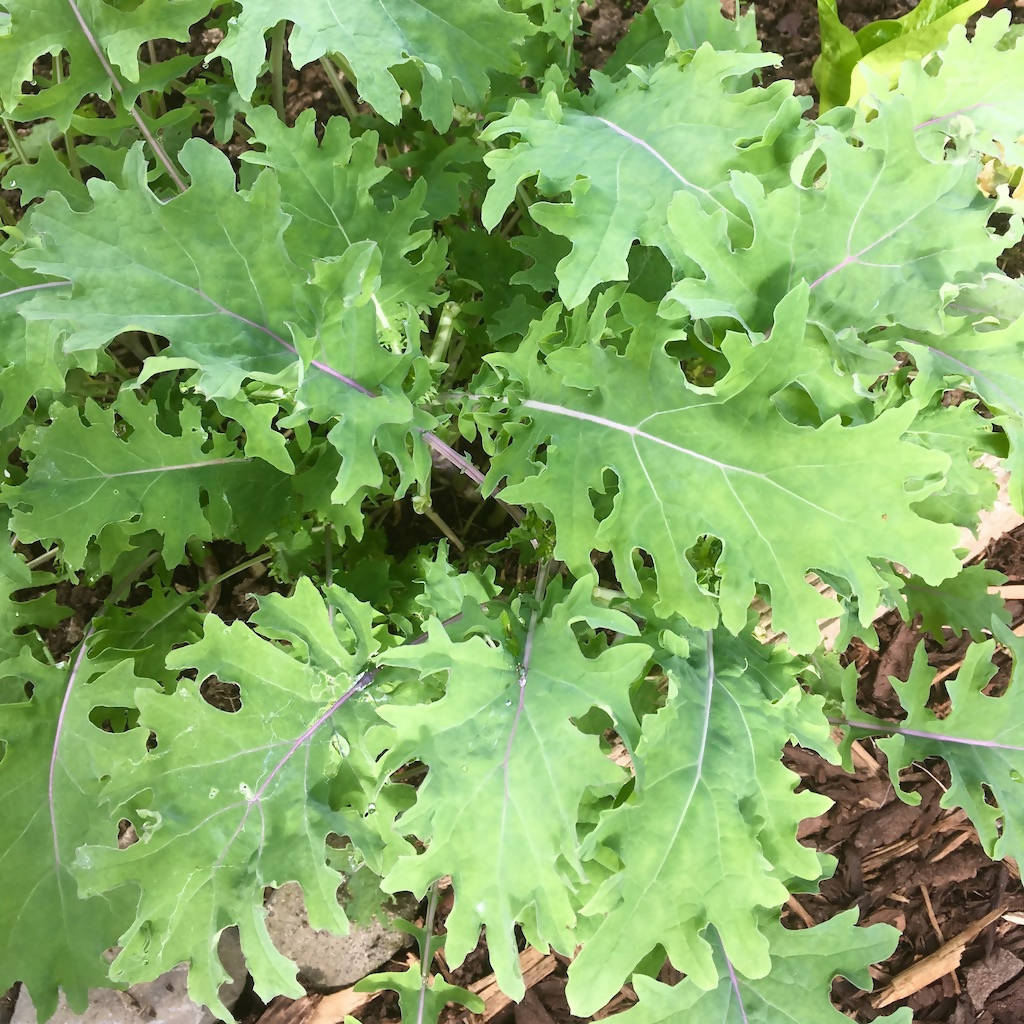 &#39;Red Russian&#39; Kale