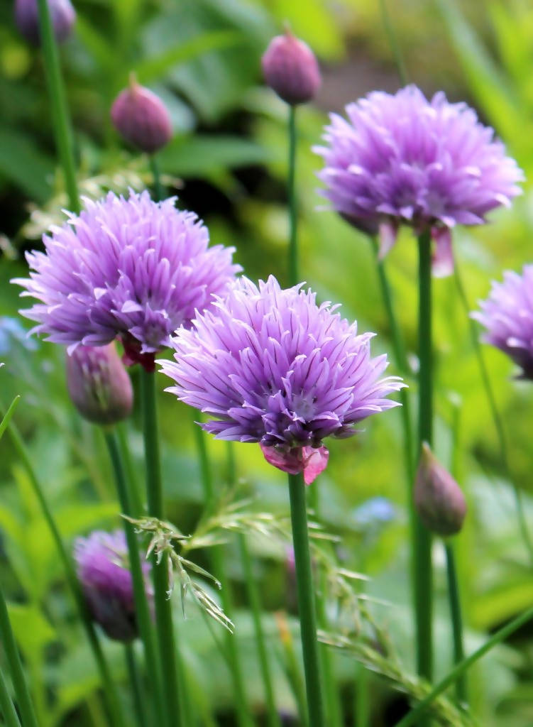 Chives