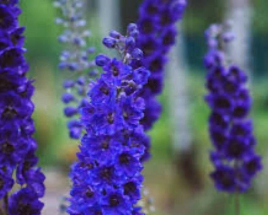Delphinium Black Knight Group