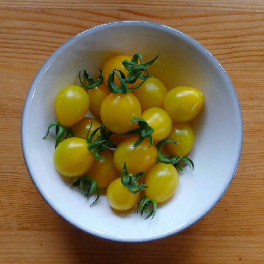 &#39;Yellow Submarine&#39; Tomato