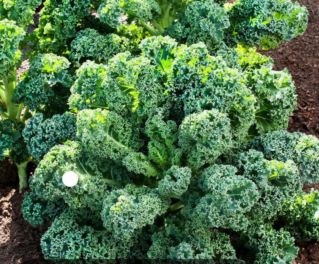 Curly Kale