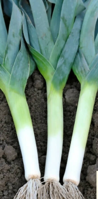 Leeks - Hilari
