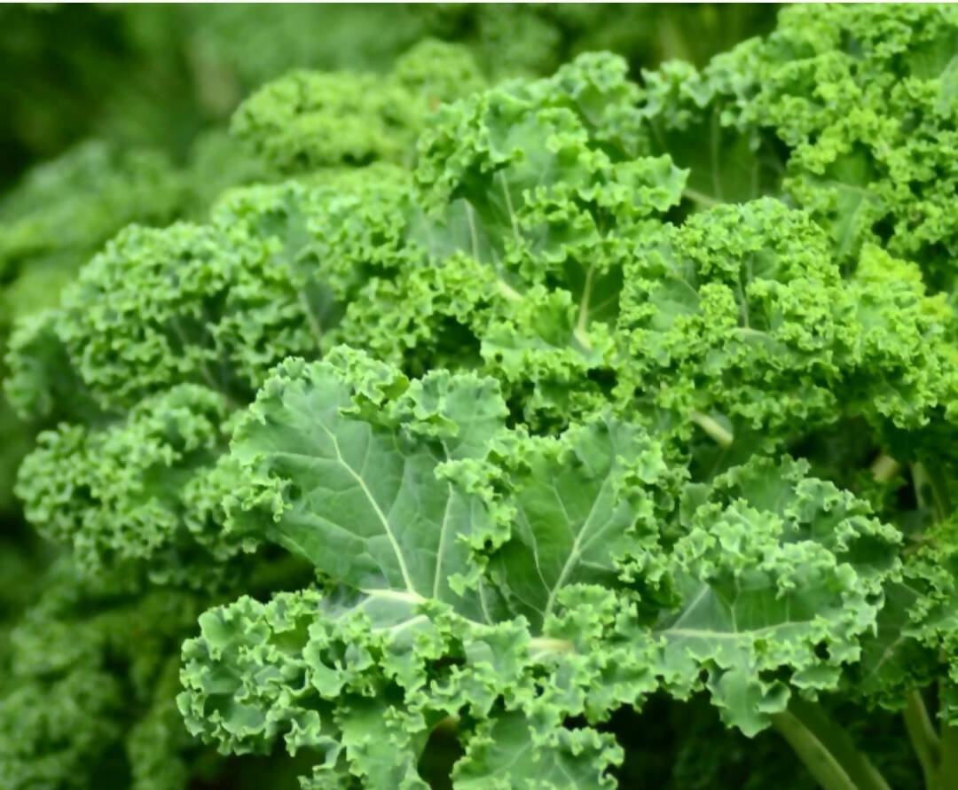 Curly Kale