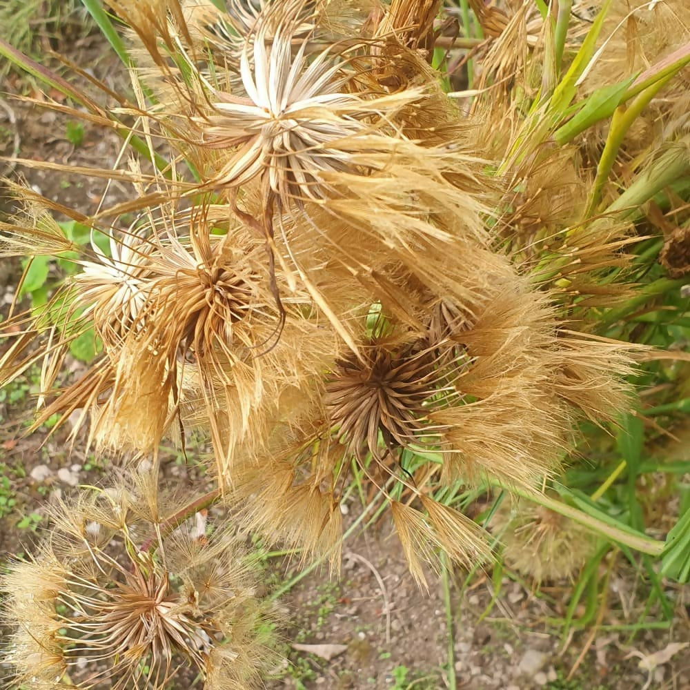 salsify-seeds-tragopogon-porrifolius