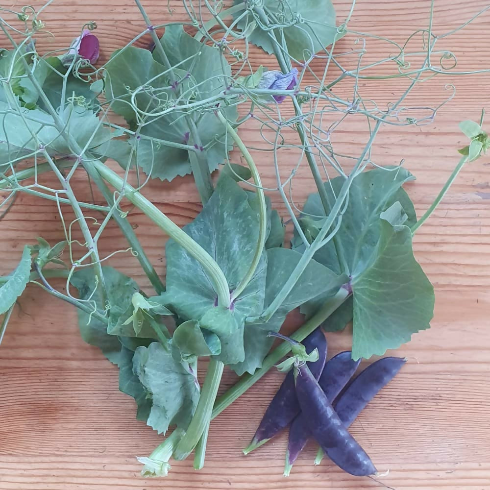 peas-sugar-magolia-tendril