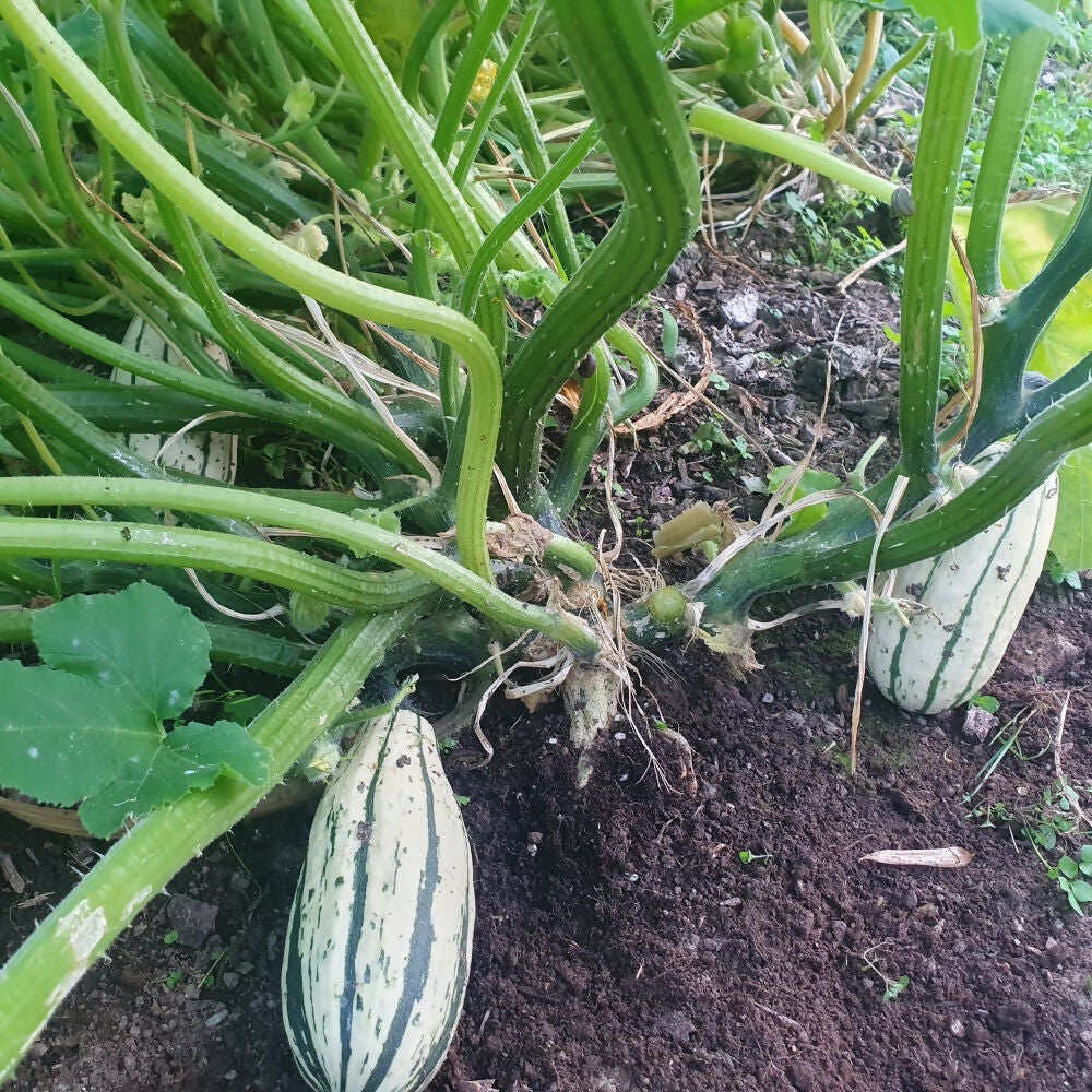 Squash 'Delicata'