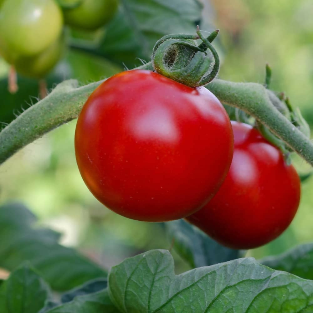 Tomato 'Bloody Butcher'