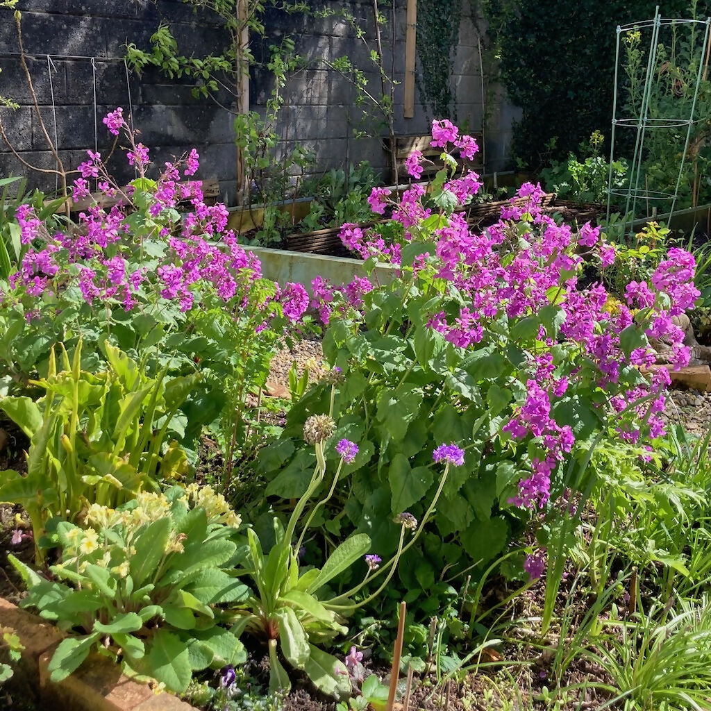 Honesty Flower