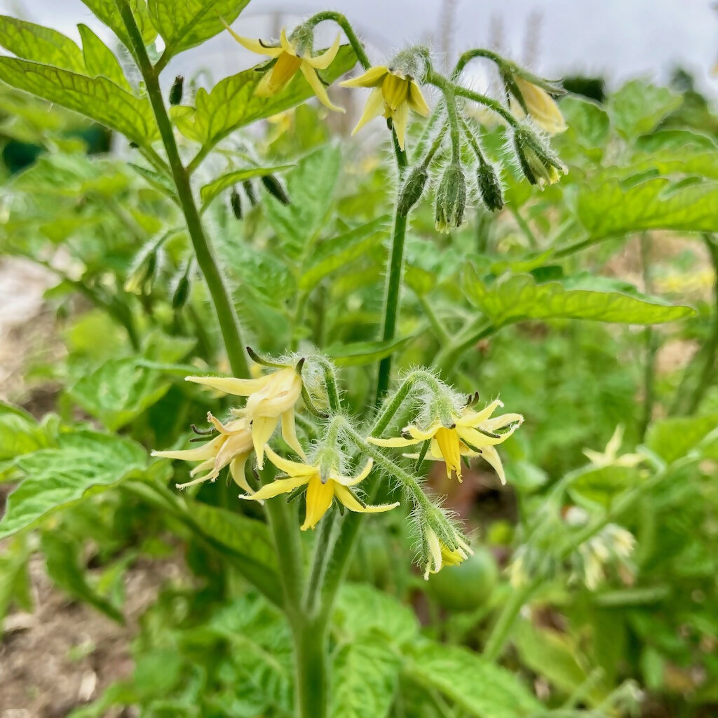 'Amber' Bush Tomato