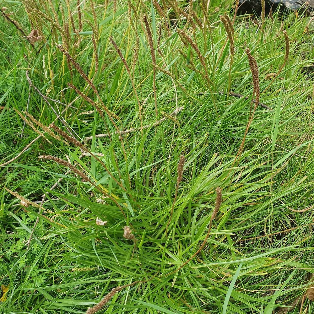 sea-plantain-seed-ireland