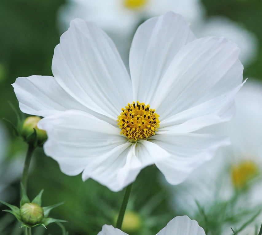 Cosmos bipinnatus Purity