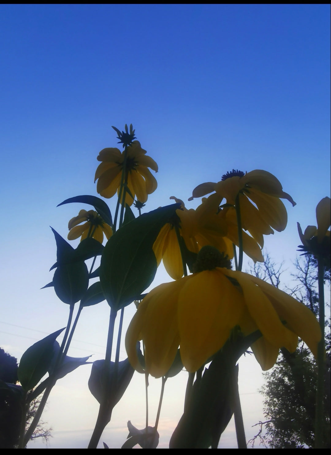 Rudbeckia herbstsonne