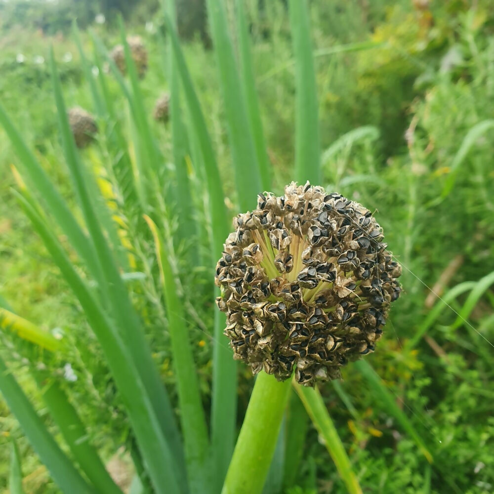 Welsh Onion ‘Red Stem’