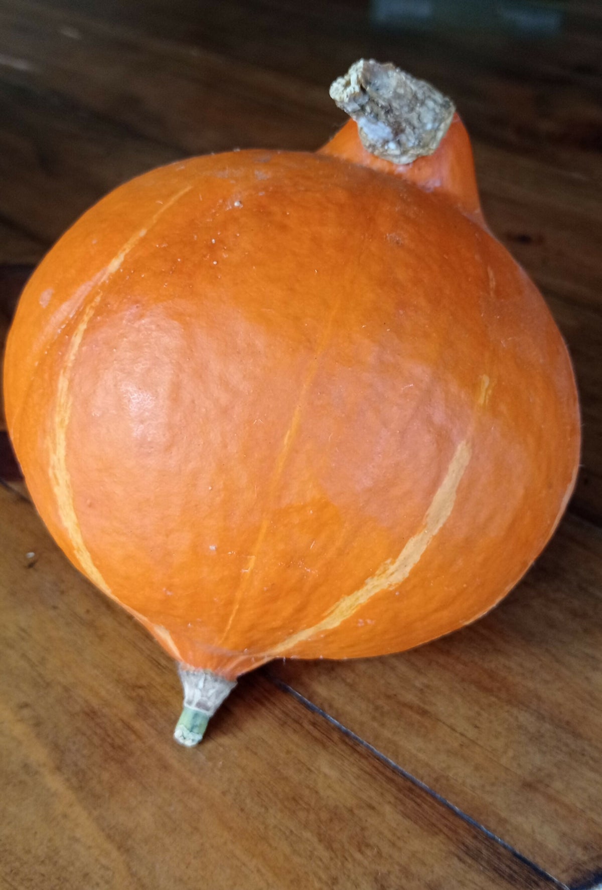 Pumpkin 'Red Kuri'