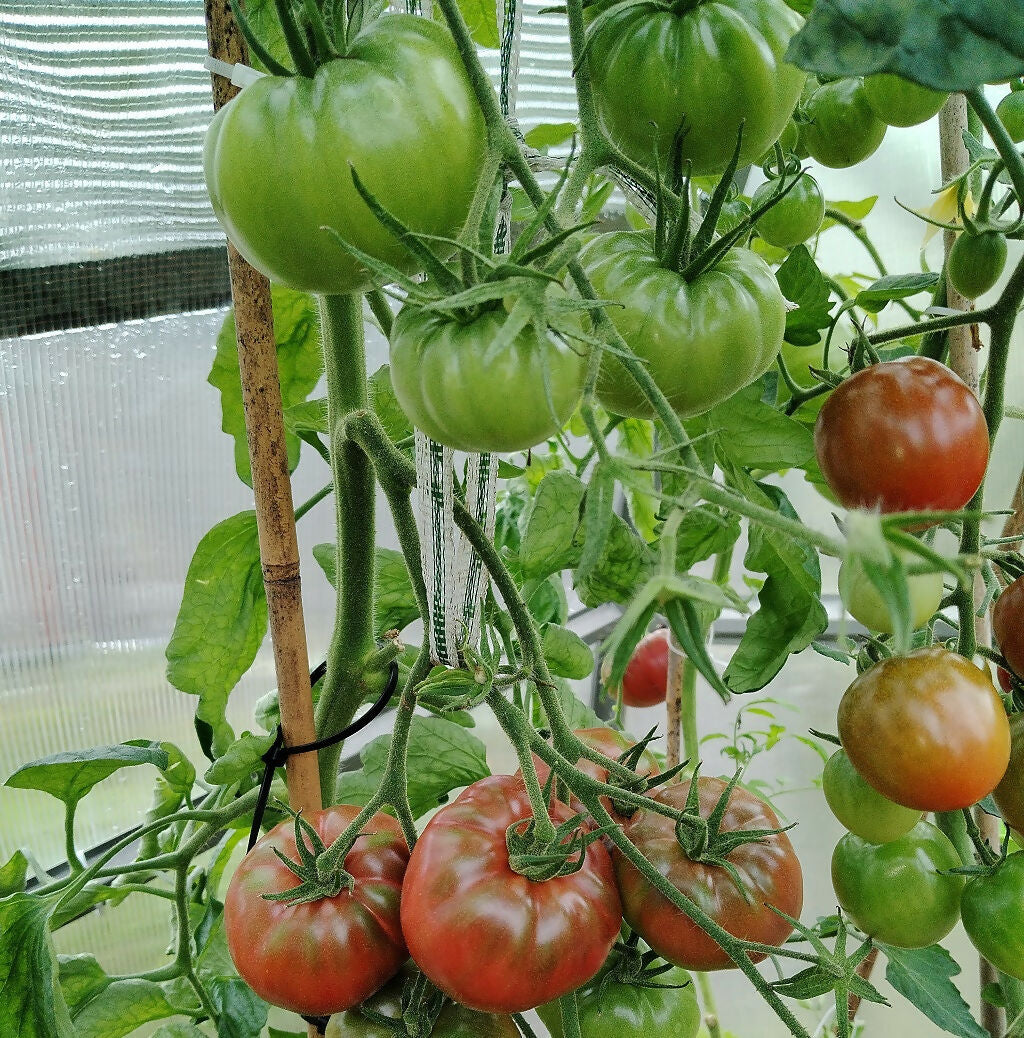 Black Krim Beefsteak Tomato