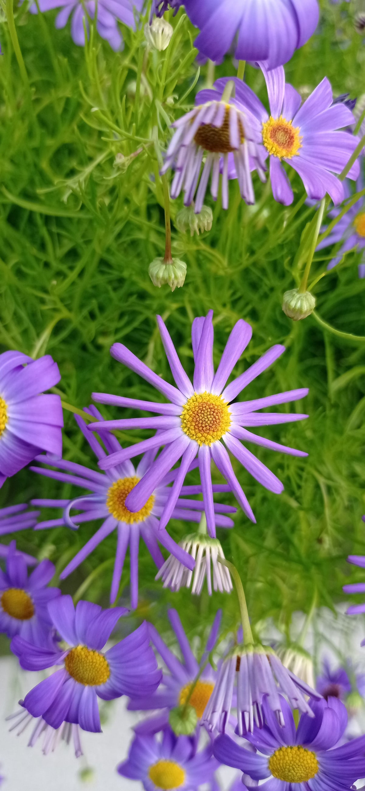 Swan River daisy -Brachyscome iberidifolia-