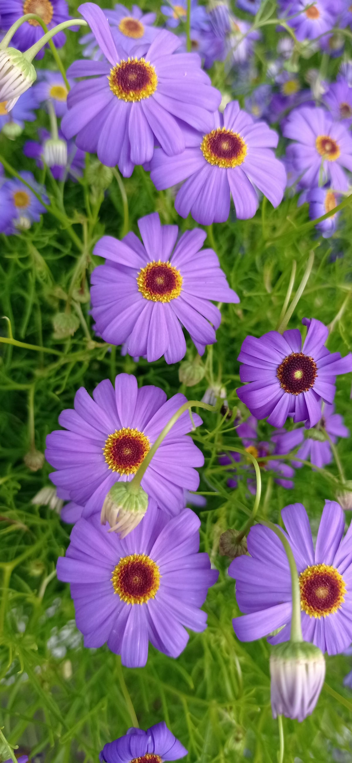 Swan River daisy -Brachyscome iberidifolia-