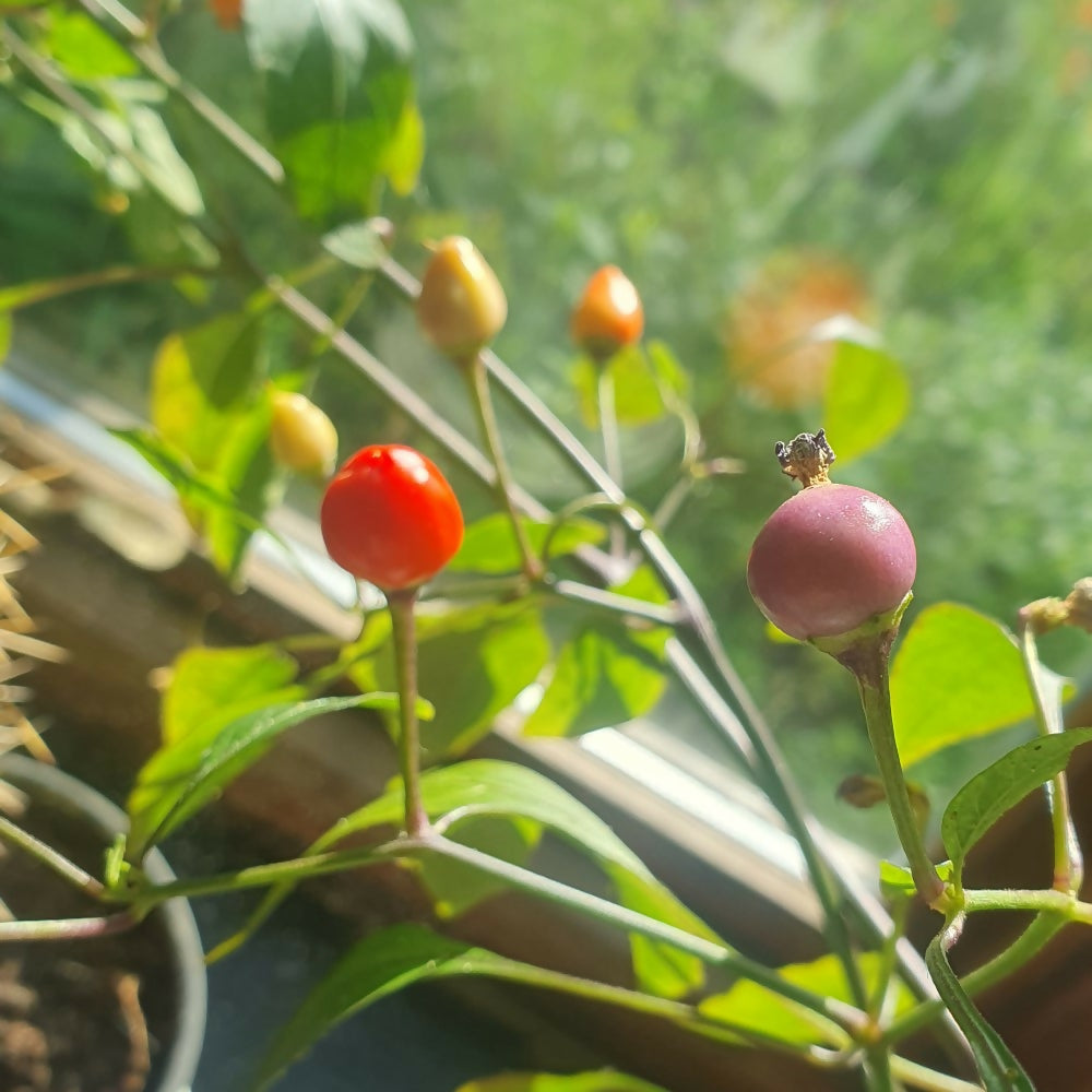 bolivian-rainbow-chili-seeds