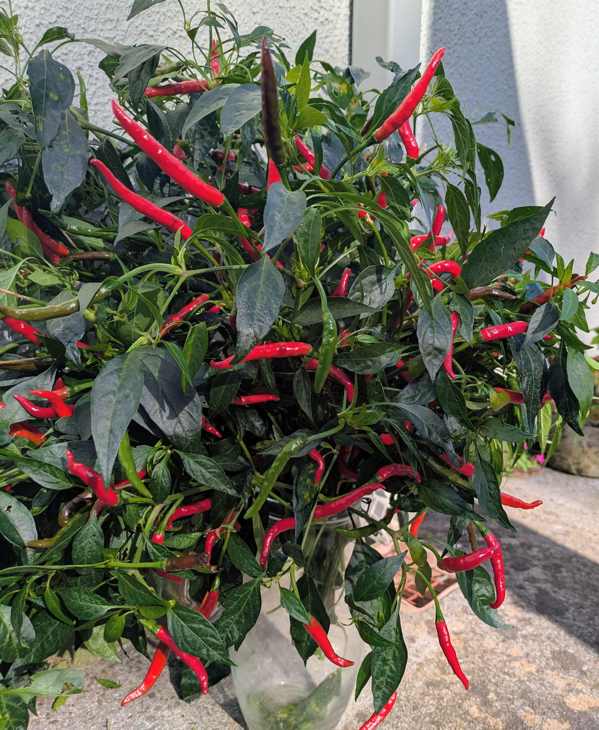 Red Gunda Chilli