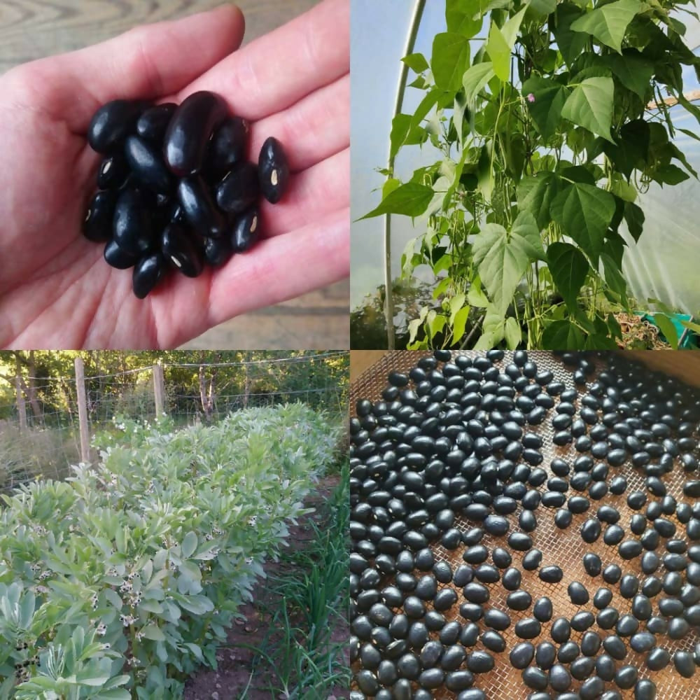 black-bean-seed-collection