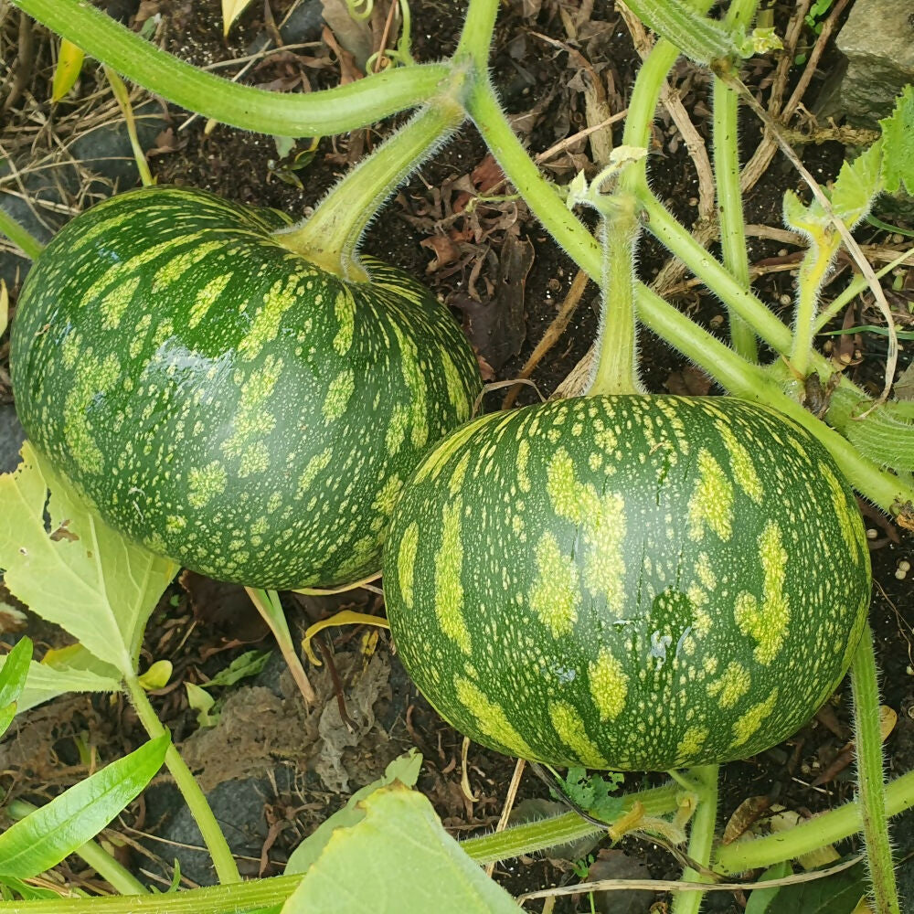 Squash 'Asterix'
