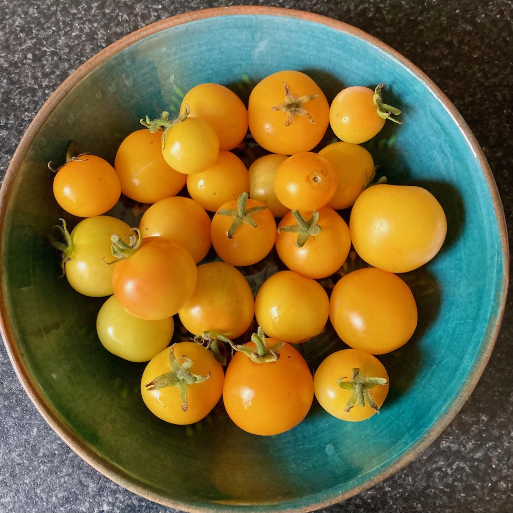 'Amber' Bush Tomato