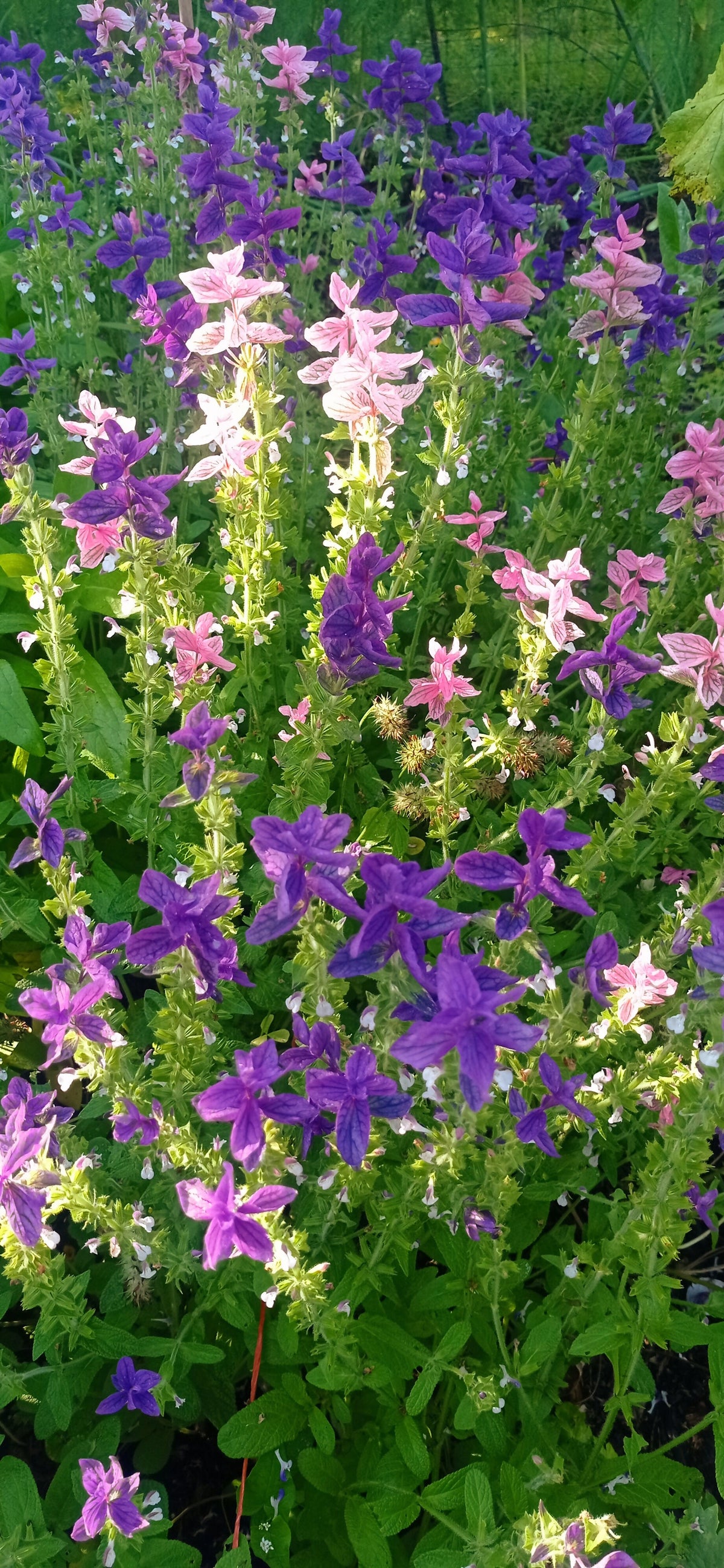 Annual Clary -salvia viridis-