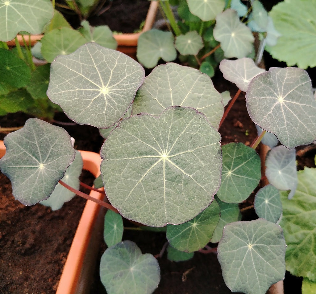 Nasturtium