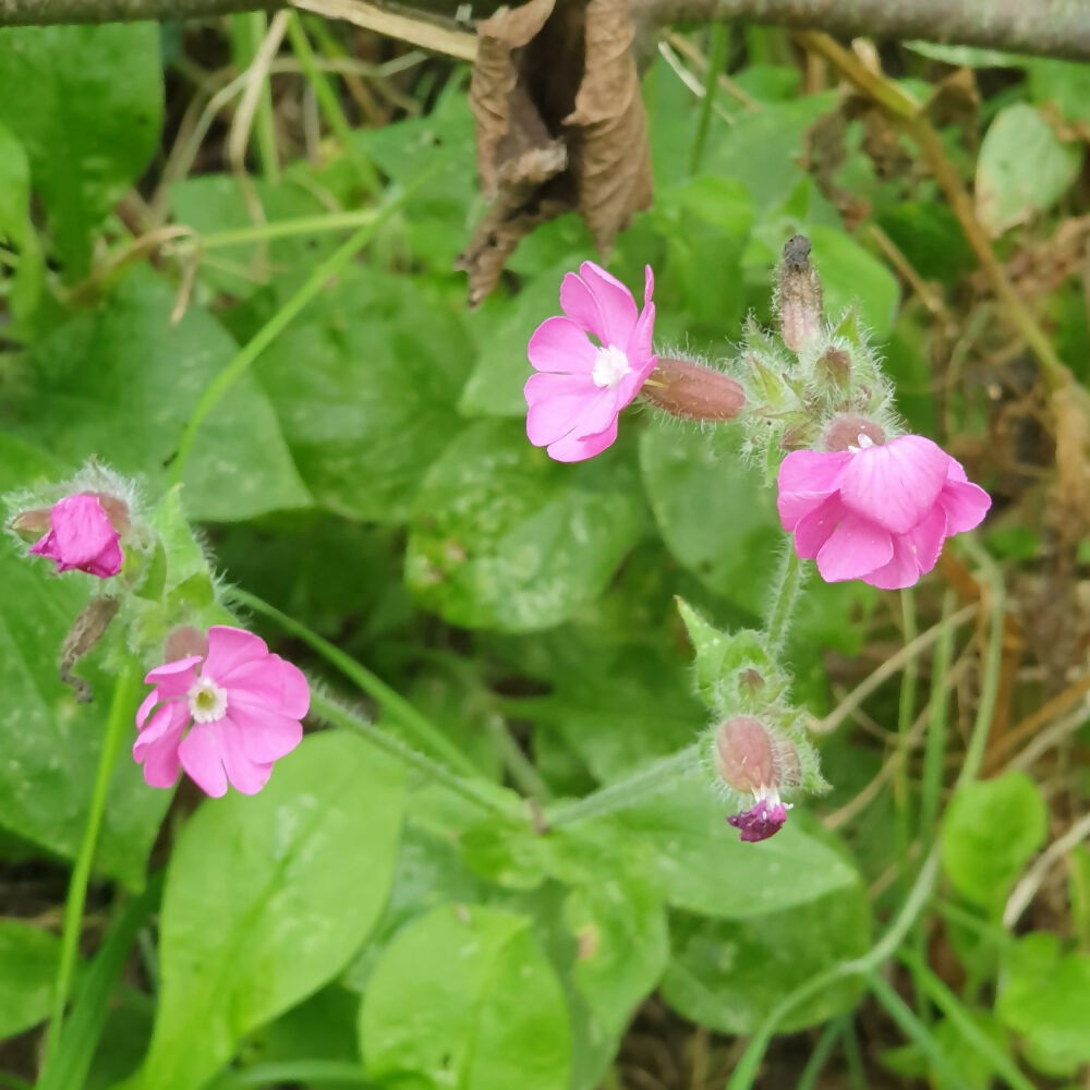 Red Campion