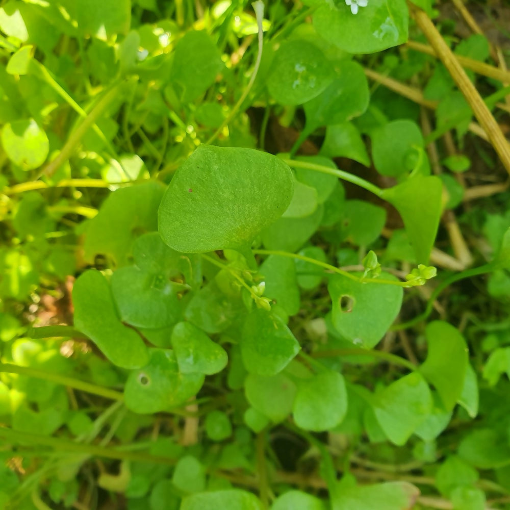 bulk-claytonia-winter-purslane-seed