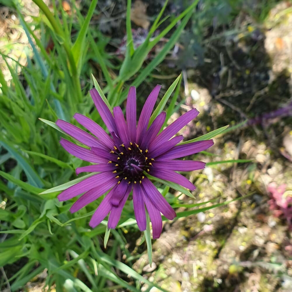 salsify-ireland