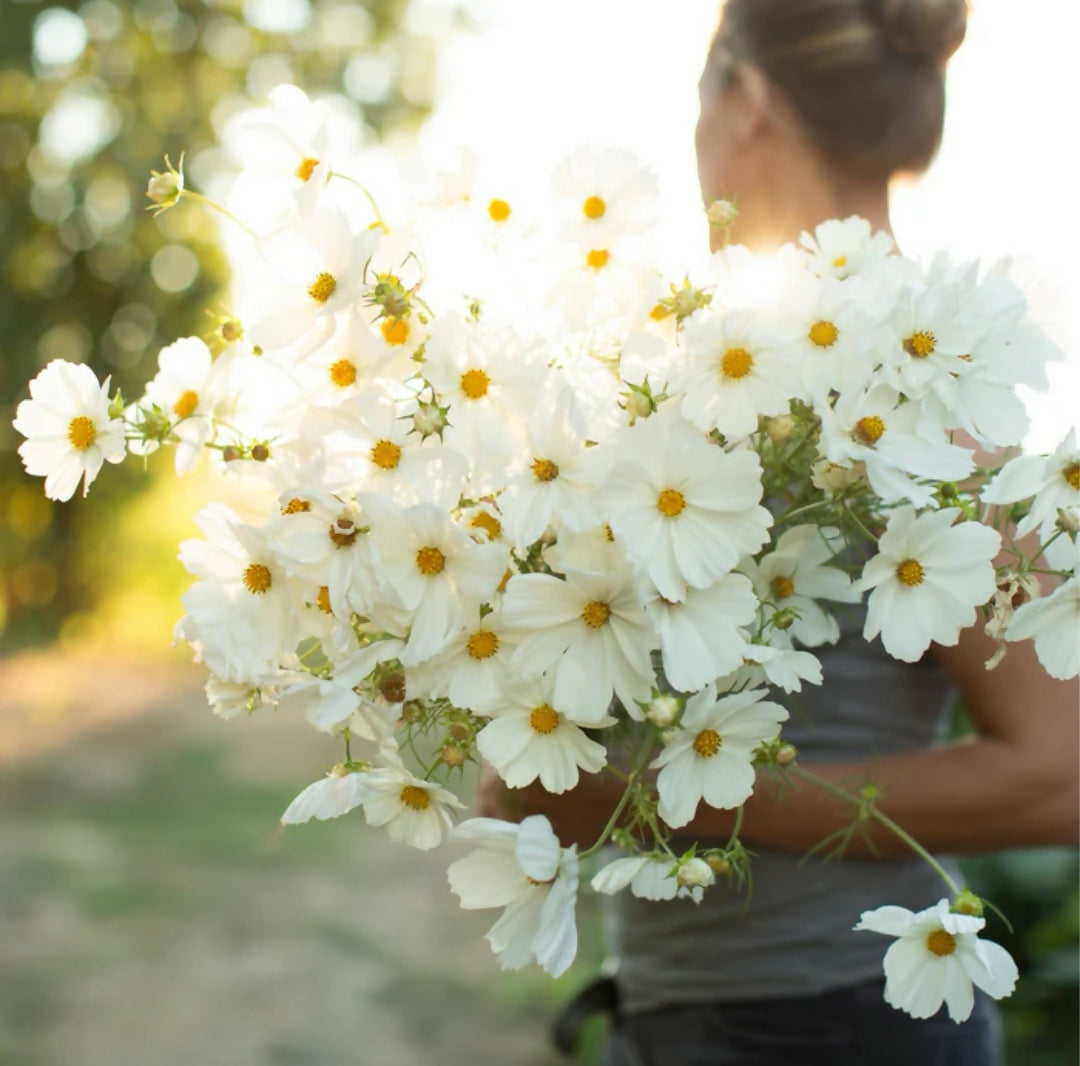 Cosmos bipinnatus Purity