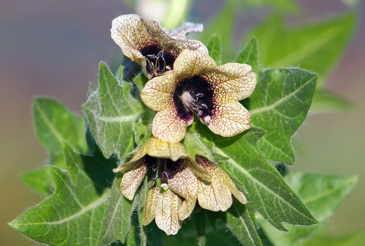 Henbane