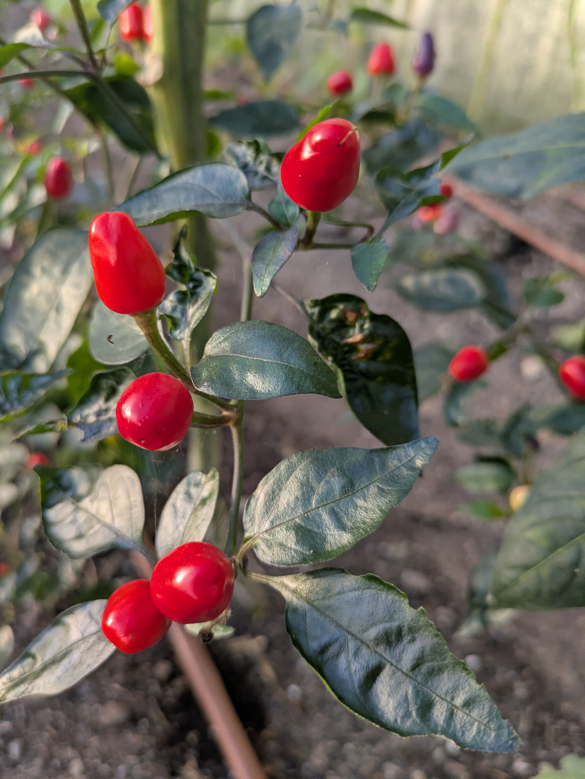 Lila Luzi Chilli