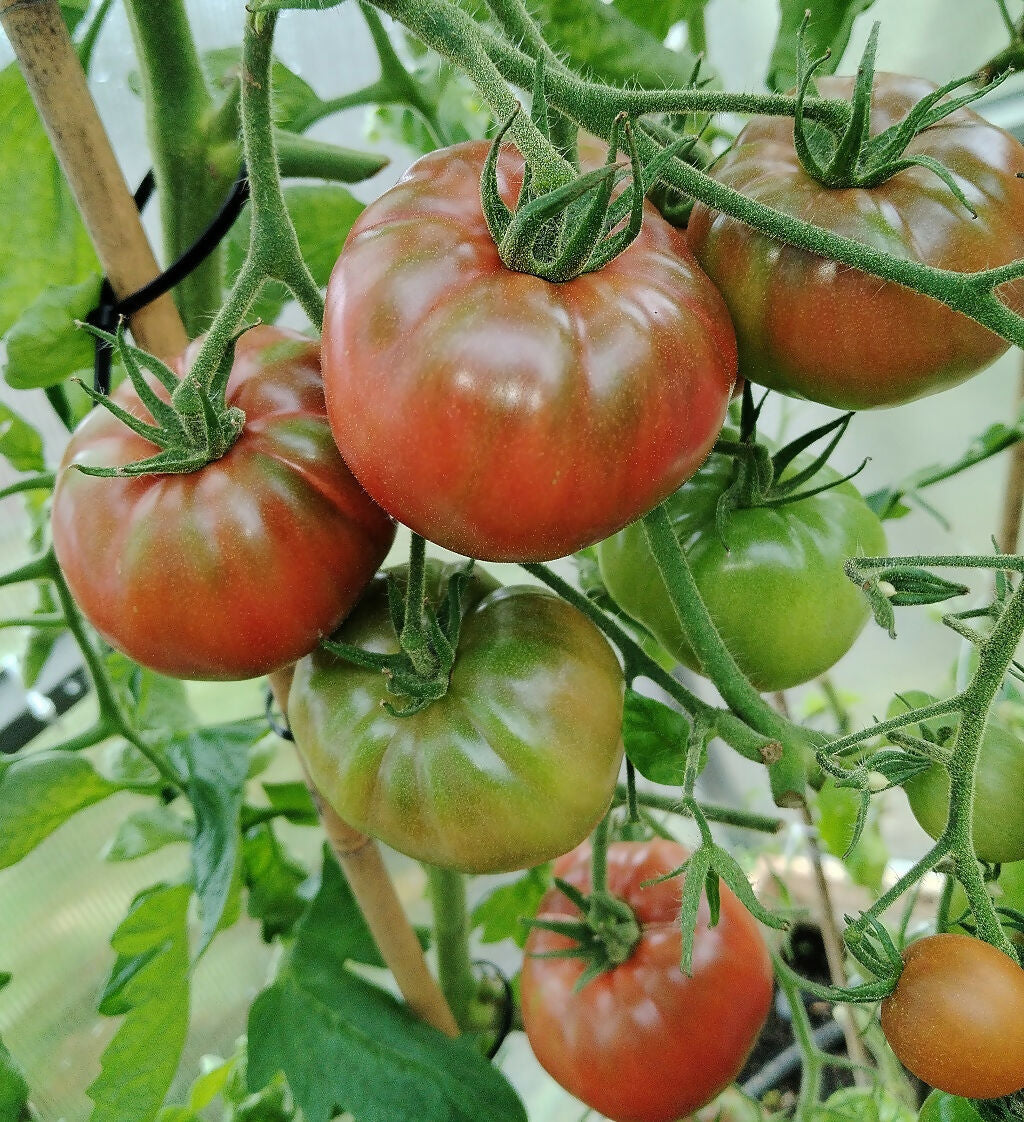 Black Krim Beefsteak Tomato
