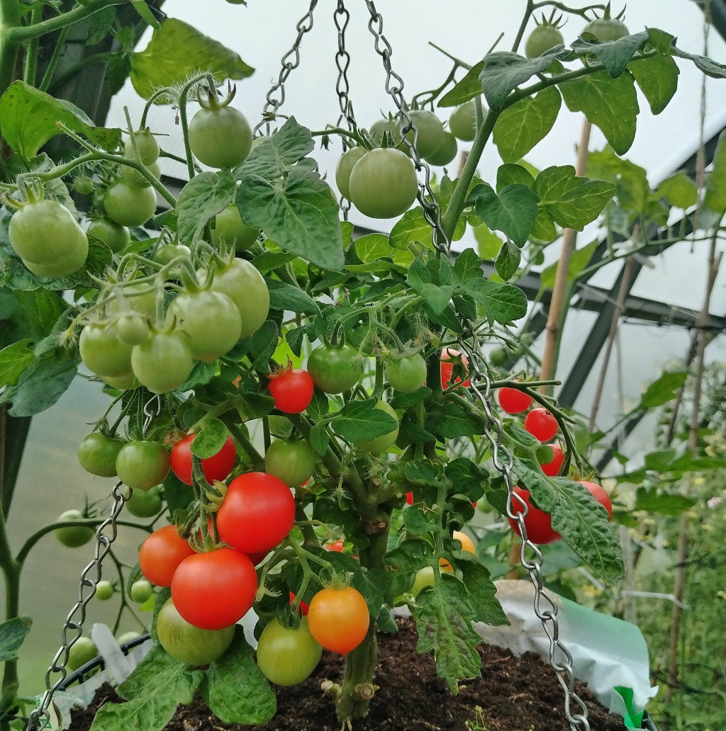 Tumbling Tom Cherry Tomato