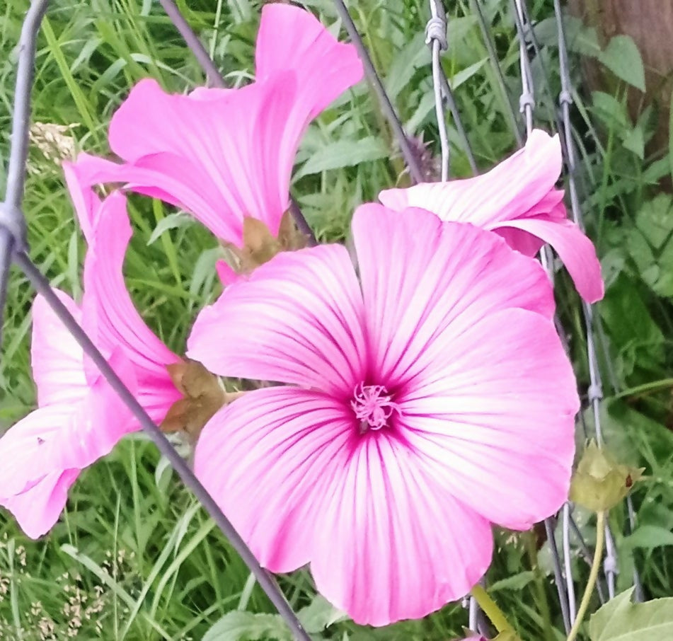 Annual Mallow -Malva trimestris-