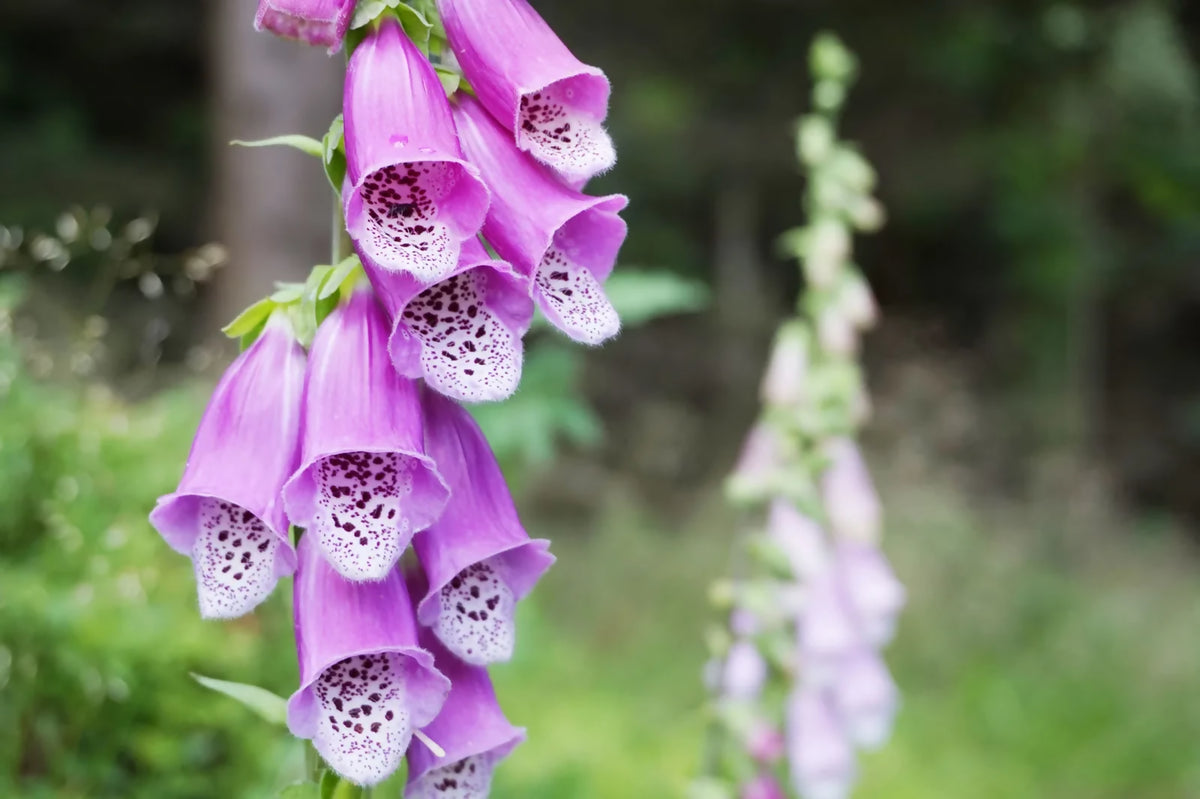 Common-foxglove