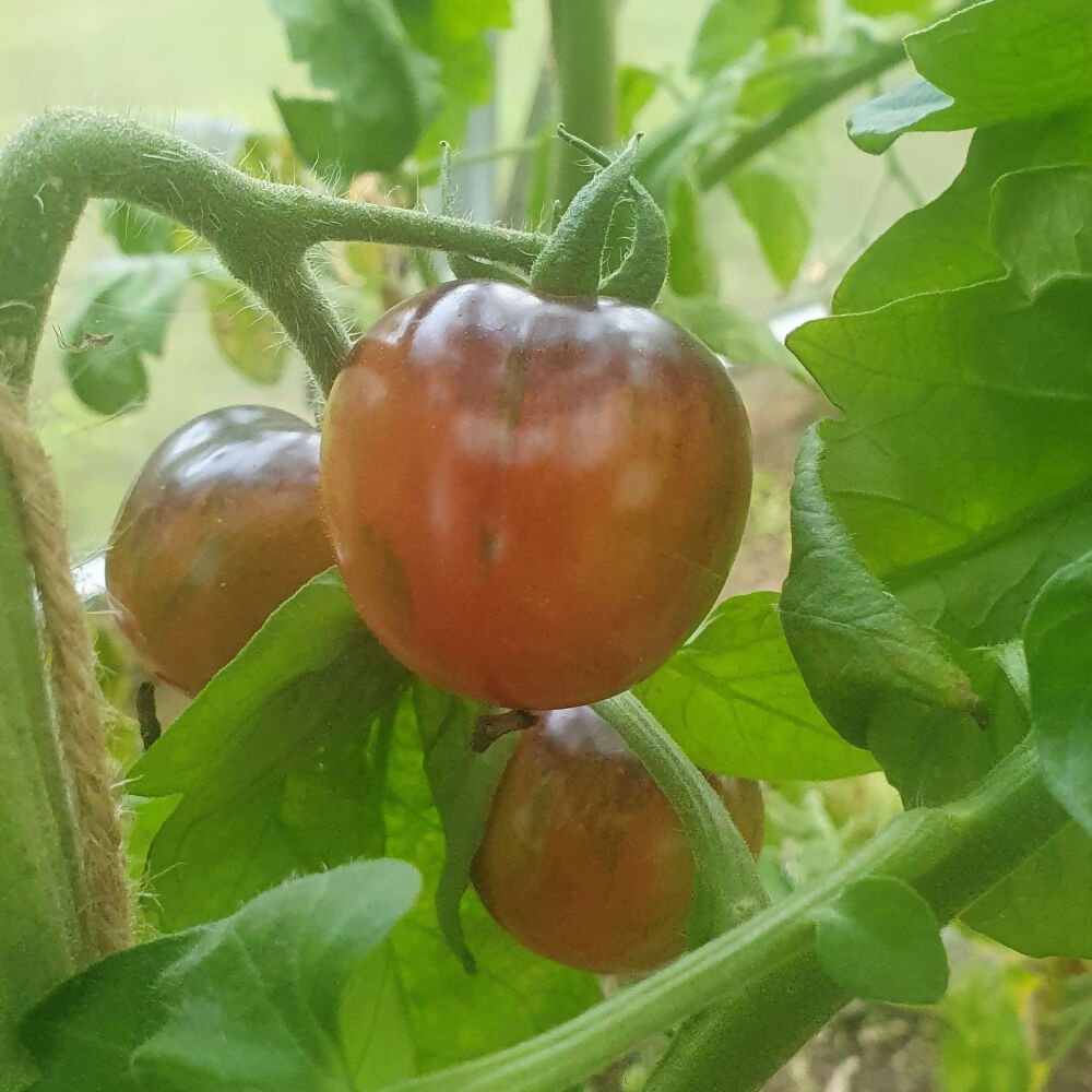 tomato-black-strawberry-variety