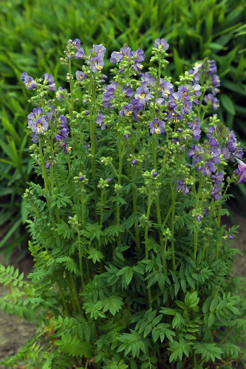 Jacobs-Ladder-Plants-Growing-in-the-Garden