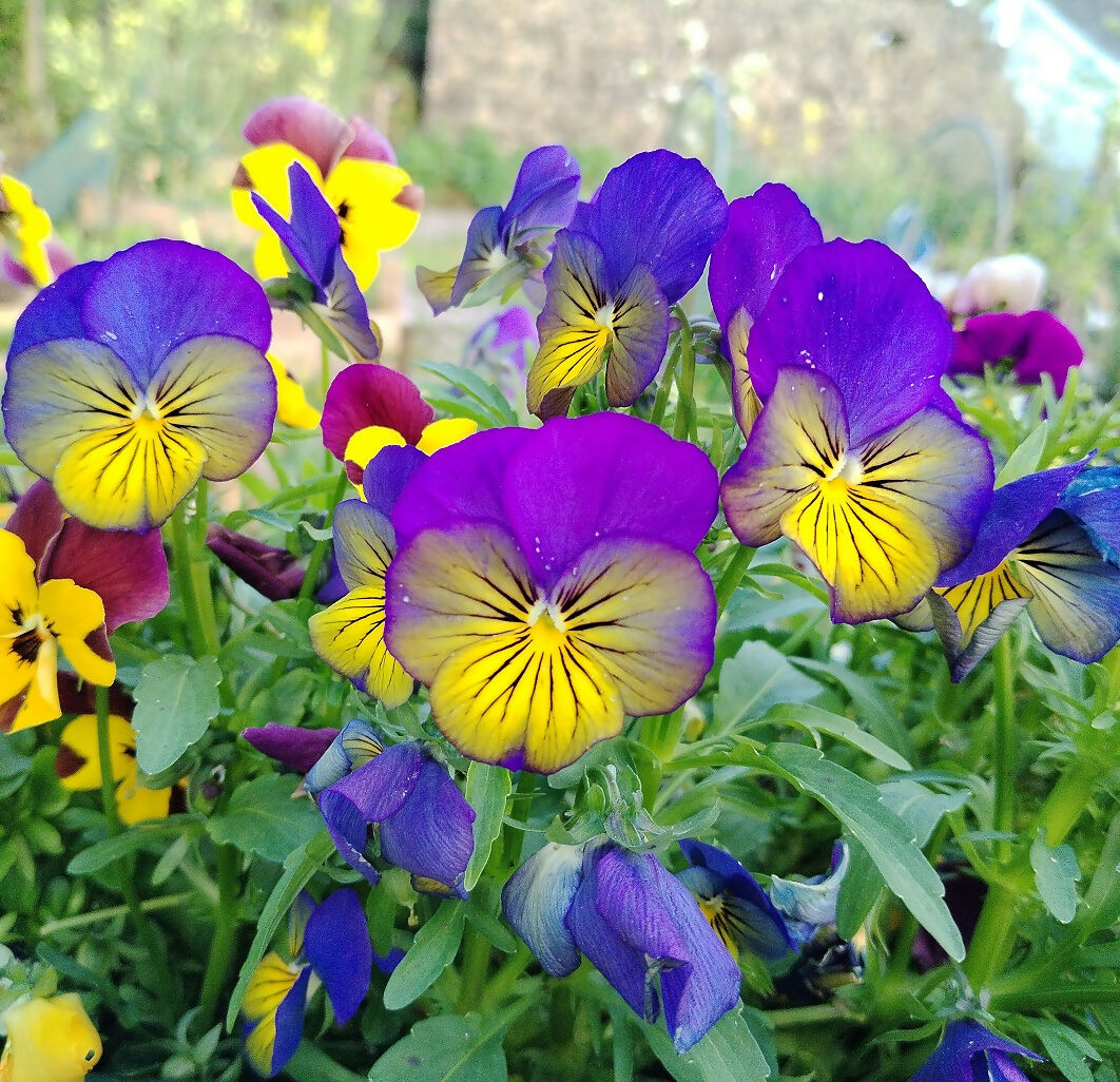 Viola Flowers