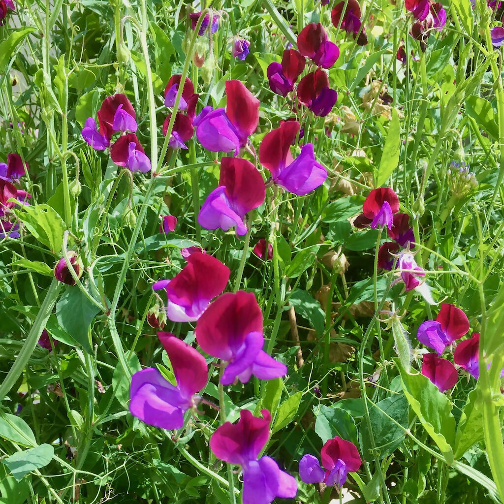 Purple Sweet Pea Flower (Annual)