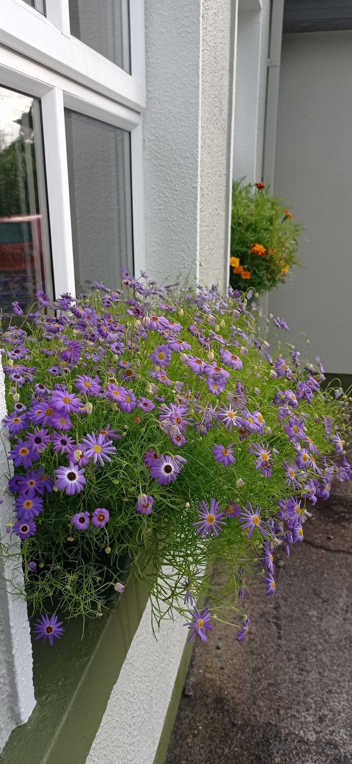 Swan River daisy -Brachyscome iberidifolia-
