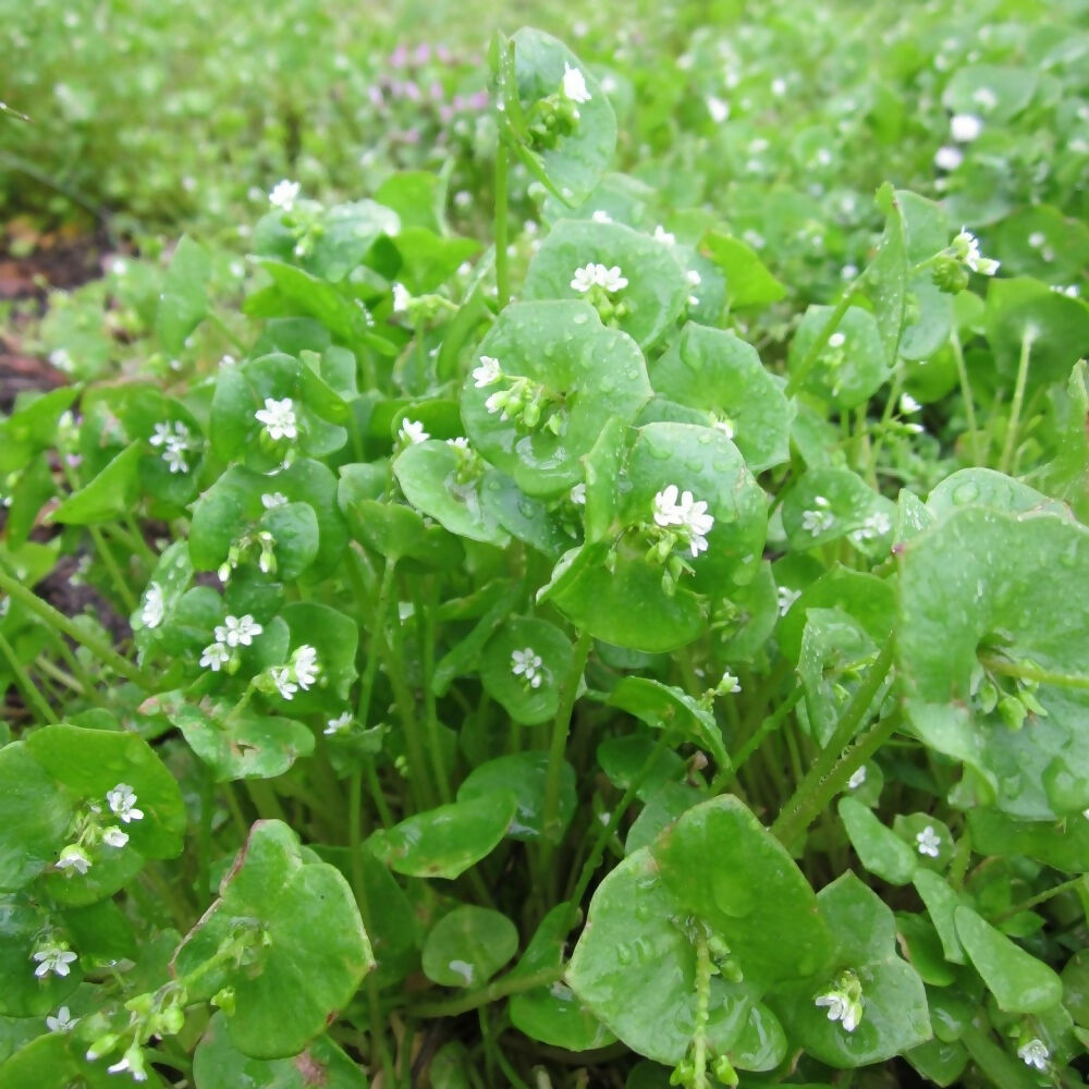 winter-purlane-flowering