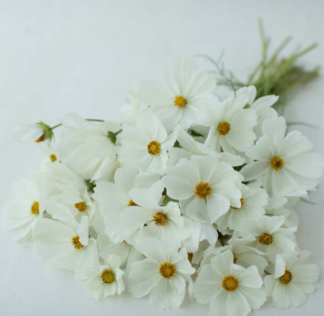 Cosmos bipinnatus Purity