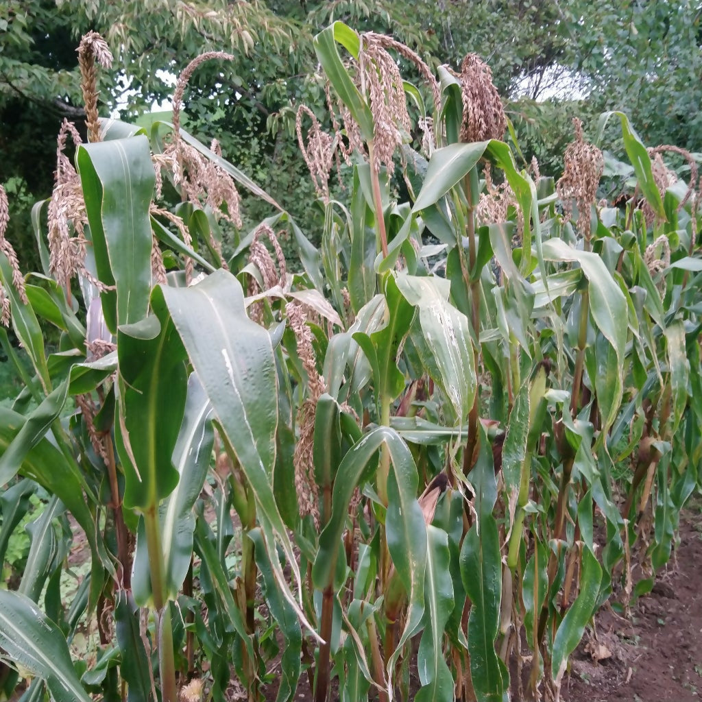 growing-popcorn-in-ireland