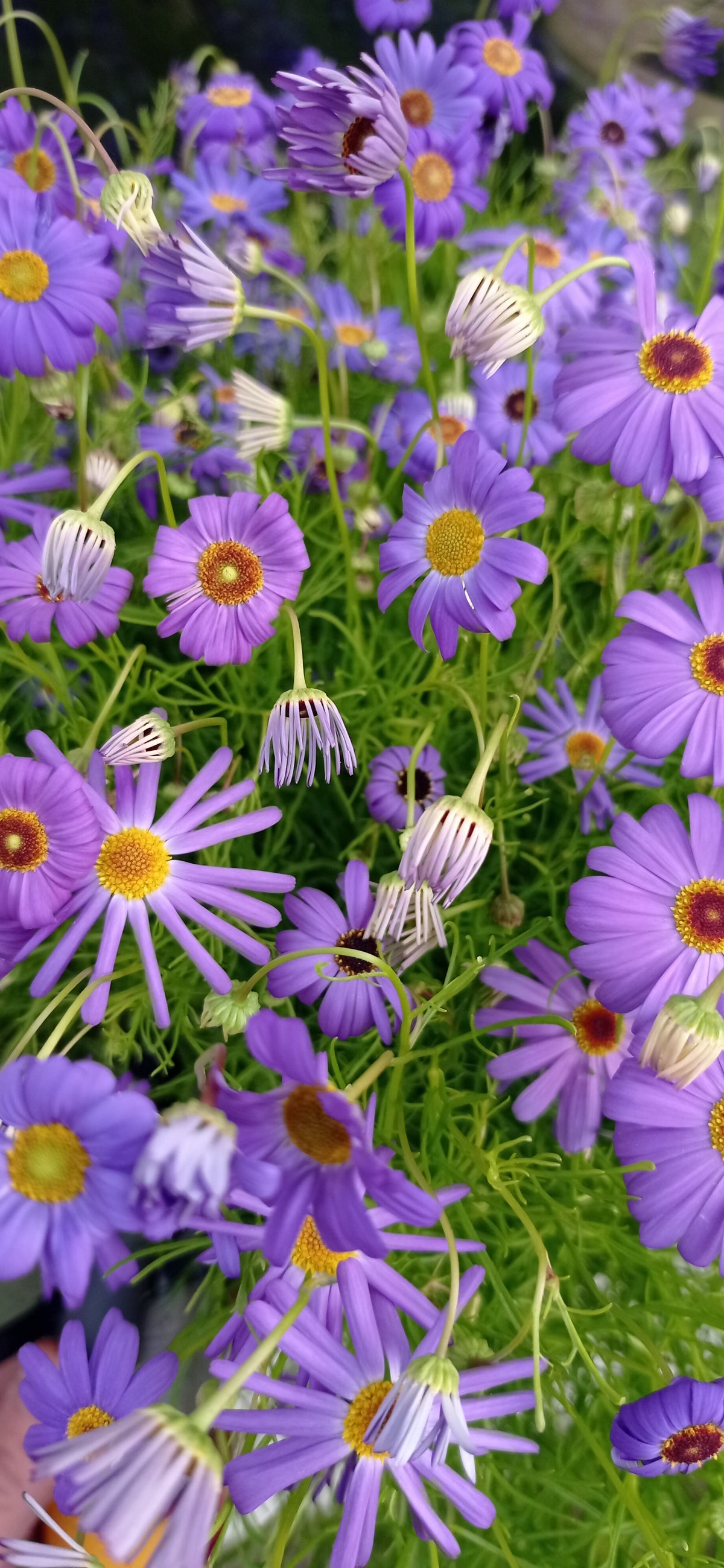 Swan River daisy -Brachyscome iberidifolia-
