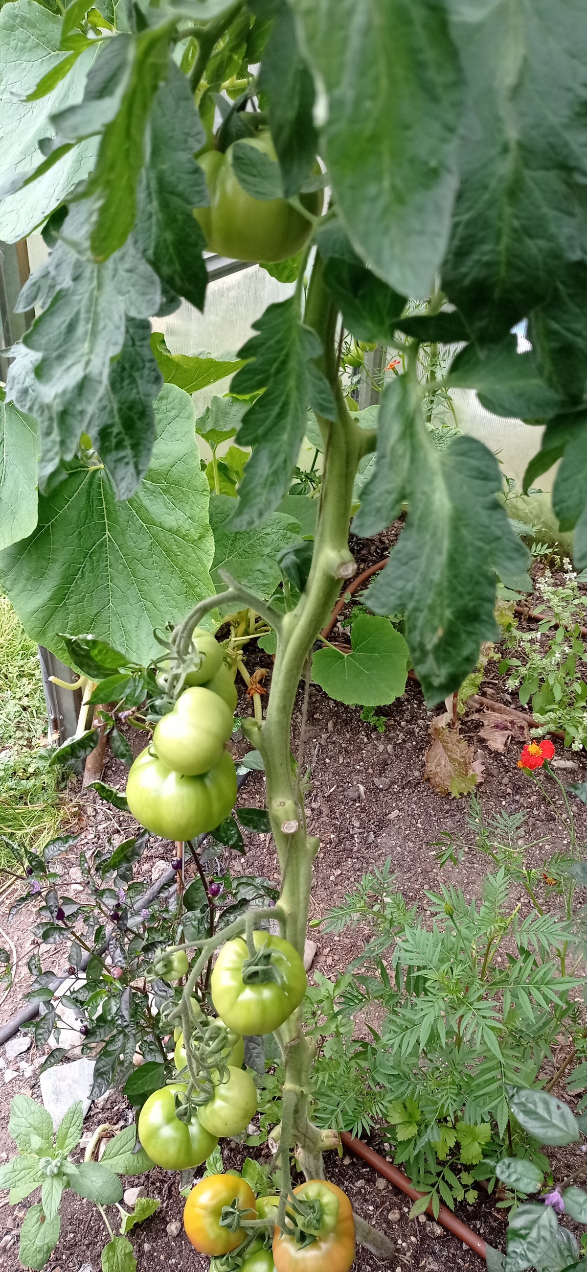 Berner Rose Tomato