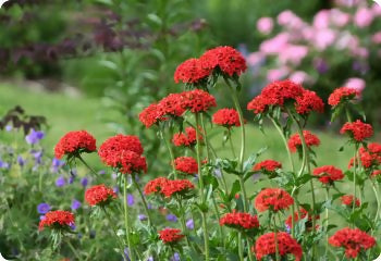 lychnis_chalcedonica